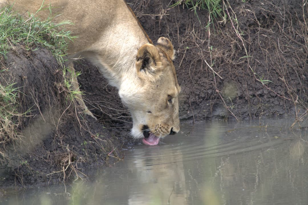 Lioness drinking