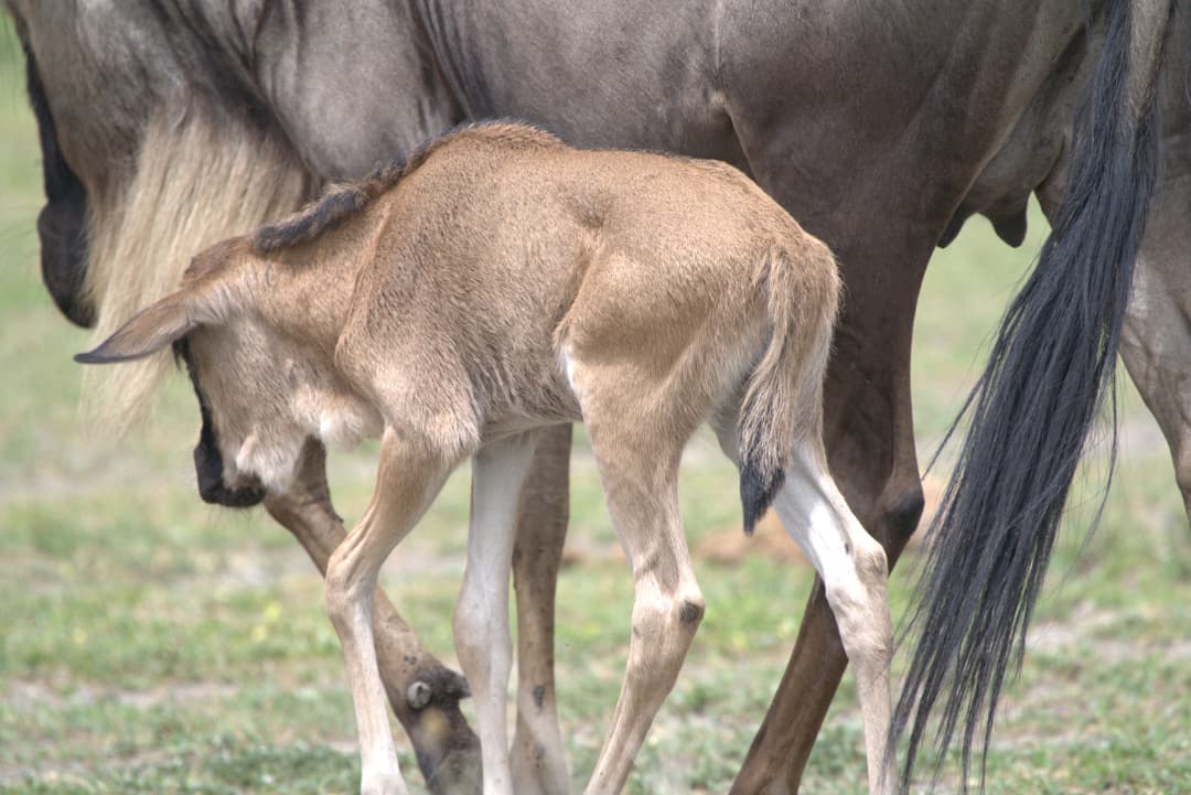 Wildebeest calf nursing, Ndutu