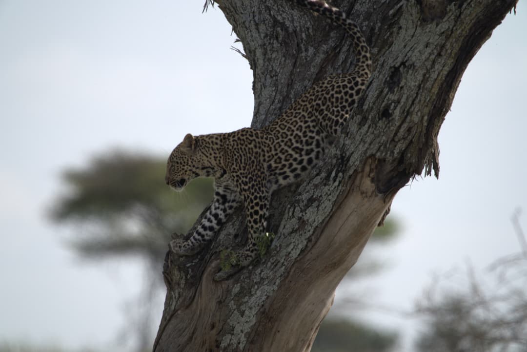 Leopard descending tree, Serengeti