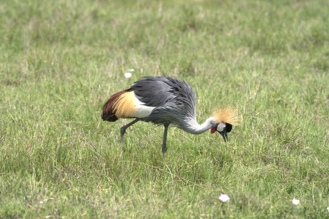 Grey crowned crane