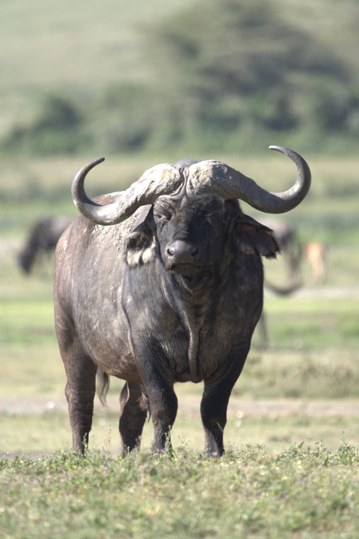 Cape buffalo