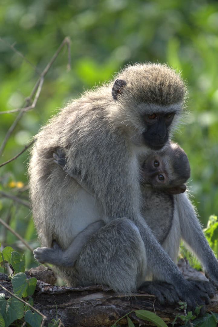 Vervet monkeys
