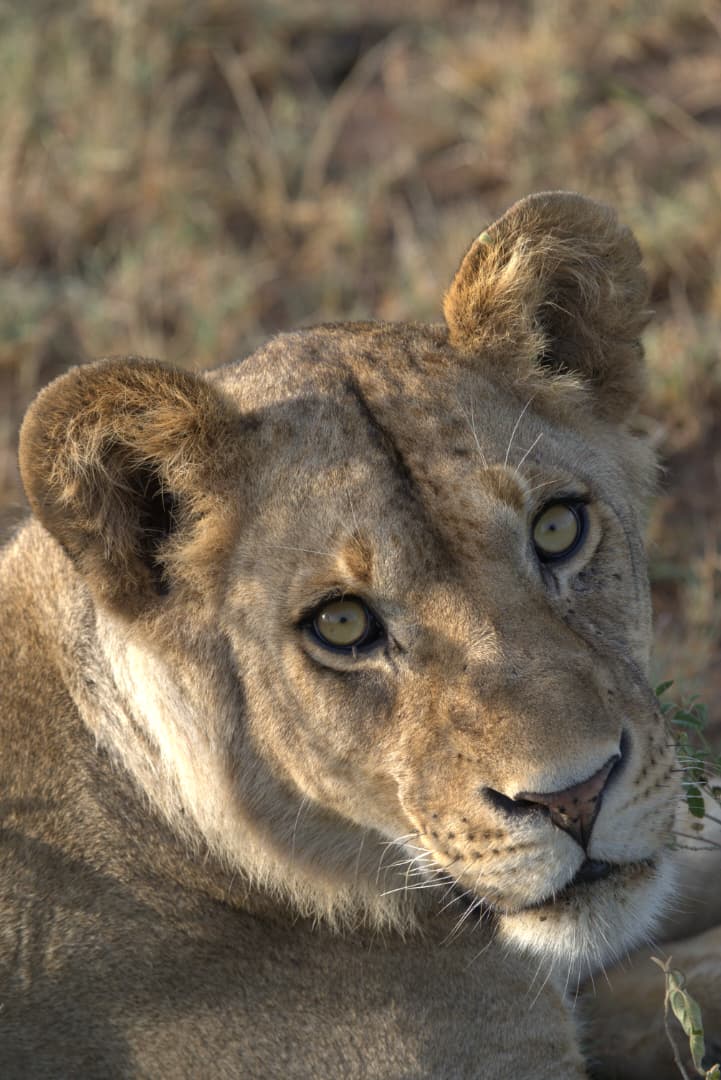 Lioness portrait, Serengeti
