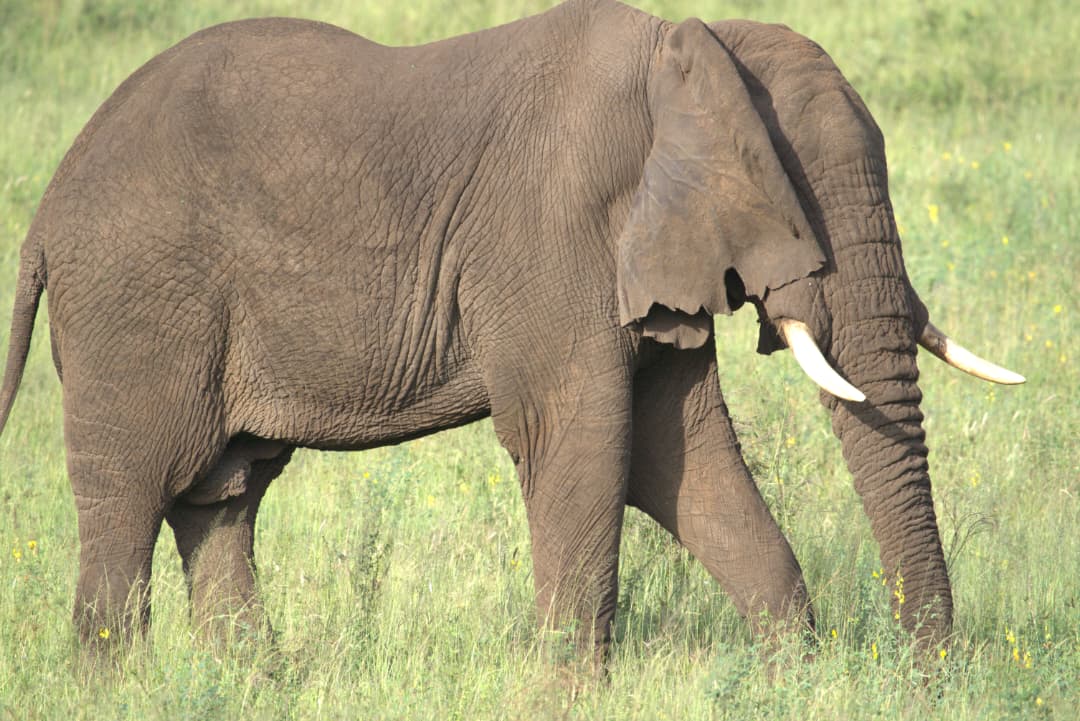 Elephant, Serengeti