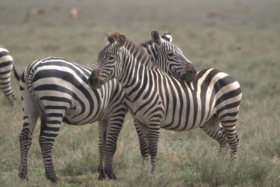Zebras, Serengeti